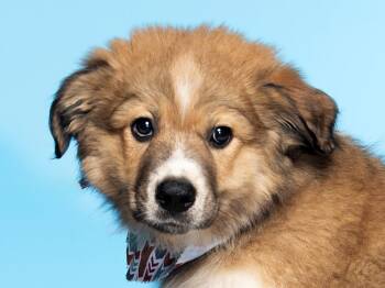 Great Pyrenees and Husky Dogs Available for Adoption in Cookeville, Tennessee - Dooley | PetCurious
