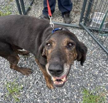 Beau (Dukes of Hazard) -  Plott Hound Dog for Adoption in Marshall, North Carolina - Beau (Dukes Of Hazard) | PetCurious