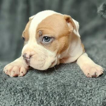 Miss Piggy - Coral -  Pit Bull Terrier Dog for Adoption in Fairfax Station, Virginia - Miss Piggy - Coral | PetCurious