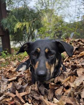 Dutch Shepherd and Labrador Retriever Dogs Available for Adoption in Charlotte, North Carolina - BILLY | PetCurious