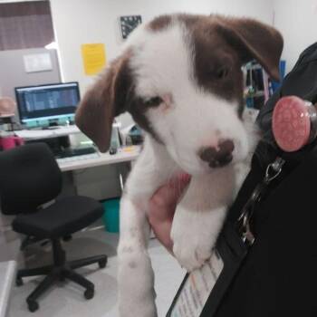 Chap -  Border Collie Dog Available for Adoption in Lake Havasu City, Arizona - Chap | PetCurious