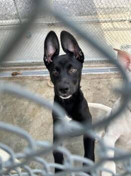 Alaskan Malamute and American Staffordshire Terrier Dogs Available for Adoption in Burnsville, North Carolina - Diesel | PetCurious