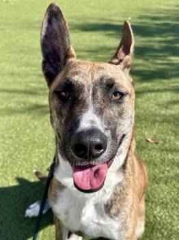 Mixed Breed Dogs Available for Adoption - Chip | PetCurious