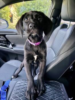 Labrador Retriever Dogs Available for Adoption in Manchester, Connecticut - Rue 1 | PetCurious