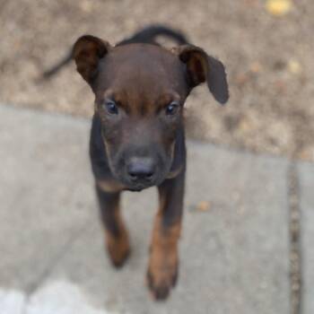 Beetlejuice -  Catahoula Leopard Dog and Terrier Dog for Adoption in Escondido, California - Beetlejuice | PetCurious