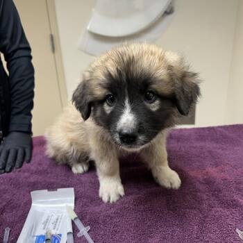 Bear -  Great Pyrenees and Mixed Breed Dog for Adoption in Riverside, California - Bear | PetCurious