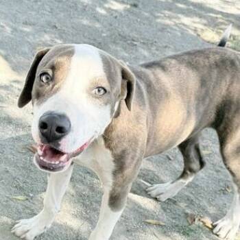 Rescue Pit Bull Terrier Dogs for Adoption in Turlock, California - Sadie | PetCurious