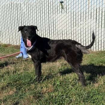 Nikki -  Mixed Breed Dog for Adoption in Washougal, Washington - Nikki | PetCurious