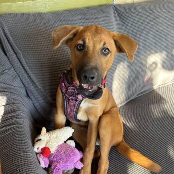 Homer -  German Shepherd Dog Dog for Adoption in Williamsburg, New Mexico - Homer | PetCurious