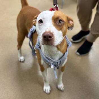 Pinky -  Mixed Breed Dog Available for Adoption in Corpus Christi, Texas - Pinky | PetCurious