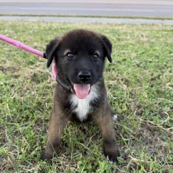 Sienna -  German Shepherd Dog and Belgian Shepherd Malinois Dog for Adoption in Harlingen, Texas - Sienna | PetCurious
