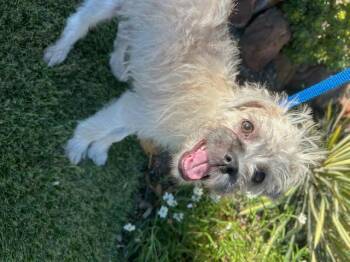 Rescue Border Terrier and Shih Tzu Dogs for Adoption in Dallas, Texas - BLAZE | PetCurious