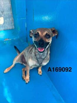 Misweet -  Chihuahua and Mixed Breed Dog for Adoption in Calgary, Alberta - Misweet | PetCurious