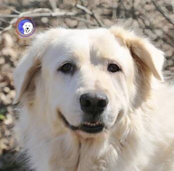 Madison -  Great Pyrenees Dog for Adoption in Spring, Texas - Madison | PetCurious