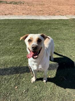 Mixed Breed Dogs Available for Adoption - Byearn  | PetCurious