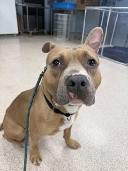 Pit Bull Terrier Dogs Available for Adoption in Teterboro, New Jersey - Ryan Hardy | PetCurious