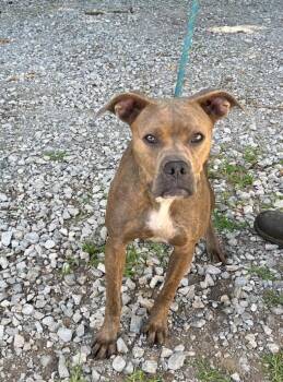 Farrah -  Pit Bull Terrier and Mixed Breed Dog for Adoption in Lawrenceburg, Tennessee - Farrah | PetCurious