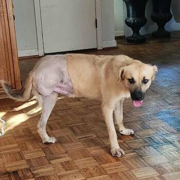 Rescue Golden Retriever and Anatolian Shepherd Dogs for Adoption in Hackett, Arkansas - Moe | PetCurious