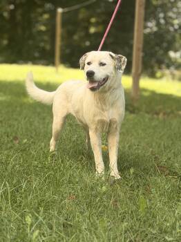 Josie- Transport -  Labrador Retriever and Mixed Breed Dog for Adoption in Gradyville, Kentucky - Josie- Transport | PetCurious