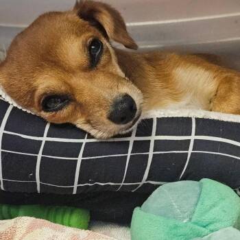 Nebula -  Chihuahua Dog for Adoption in Sterling Heights, Michigan - Nebula | PetCurious