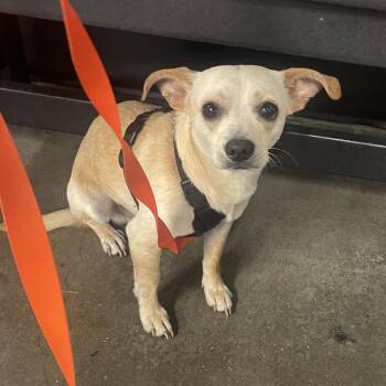Gordon -  Chihuahua and Mixed Breed Dog Available for Adoption in Tampa, Florida - Gordon | PetCurious
