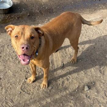 MILO -  Labrador Retriever and Pit Bull Terrier Dog Available for Adoption in Loveland, Colorado - MILO | PetCurious