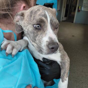 American Bulldog Dogs Available for Adoption in Loxahatchee Groves, Florida - Socks 9779 | PetCurious