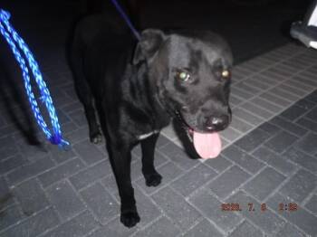 SKYLER -  Labrador Retriever Dog for Adoption in Doral, Florida - SKYLER | PetCurious