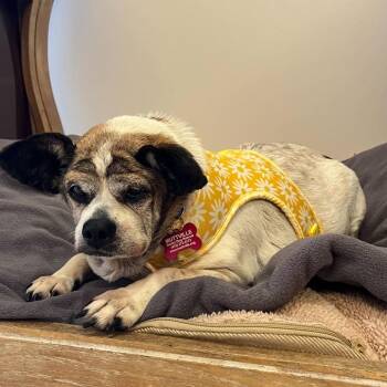 Bedazzle 14234 -  Terrier Dog for Adoption in San Francisco, California - Bedazzle 14234 | PetCurious