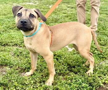 Burlap -  Terrier and Mixed Breed Dog Available for Adoption in Cape Coral, Florida - Burlap | PetCurious