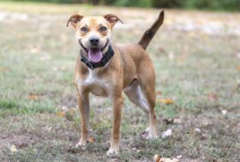 George W Bush -  Yellow Labrador Retriever Dog for Adoption in Terre Haute, Indiana - George W Bush | PetCurious