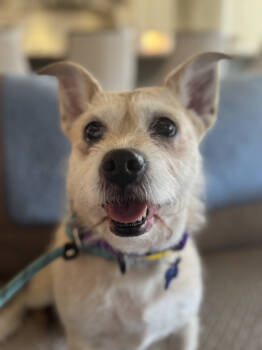 Rescue Wirehaired Terrier and Mixed Breed Dogs for Adoption in Aiken, South Carolina - Miss Frizzle | PetCurious