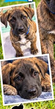 Creed -  Anatolian Shepherd Dog for Adoption in Sunderland, Maryland - Creed | PetCurious