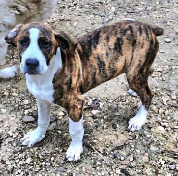 Rescue Mixed Breed Dogs for Adoption in Groveland, Massachusetts - Lily | PetCurious