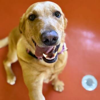 Yellow Labrador Retriever Dogs Available for Adoption in Ridgway, Colorado - Toph | PetCurious
