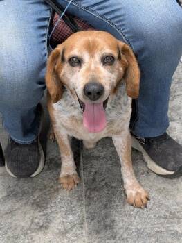 Beagle Dogs Available for Adoption - Tracker | PetCurious
