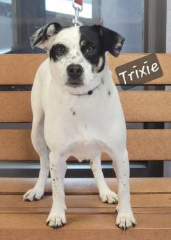 Trixie -  Fox Terrier Dog for Adoption in Prince Frederick, Maryland - Trixie | PetCurious