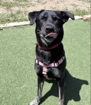 Labrador Retriever and Mixed Breed Dogs Available for Adoption in Fruit Heights, Utah - Freyja | PetCurious