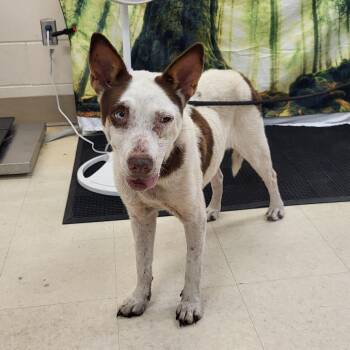 SCFL-Stray-67028 -  Mixed Breed Dog for Adoption in Lake Panasoffkee, Florida - SCFL-Stray-67028 | PetCurious