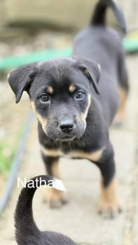 Nathan Shelley-Ted Lasso Litter -  Mixed Breed Dog for Adoption in Columbus, Ohio - Nathan Shelley-Ted Lasso Litter | PetCurious