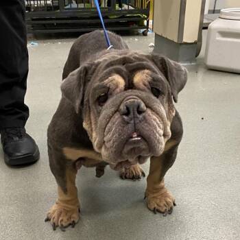 WAGS-Stray-22582 -  English Bulldog Dog for Adoption in Westminster, California - WAGS-Stray-22582 | PetCurious