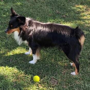 Smudge -  Shetland Sheepdog Sheltie Dog for Adoption in Dublin, Ohio - Smudge | PetCurious