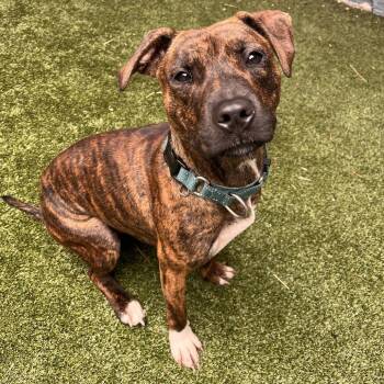 Brookie -  Mixed Breed Dog for Adoption in Fairport, New York - Brookie | PetCurious