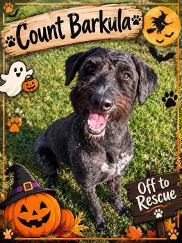 Count Dracula -  Goldendoodle Dog for Adoption in Lexington, Kentucky - Count Dracula | PetCurious
