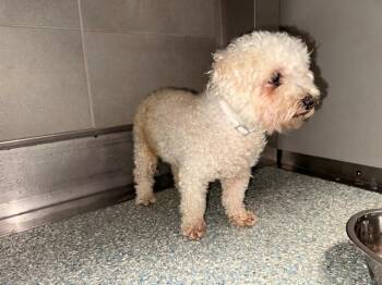MATT -  Mixed Breed Dog for Adoption in Rowlett, Texas - MATT | PetCurious