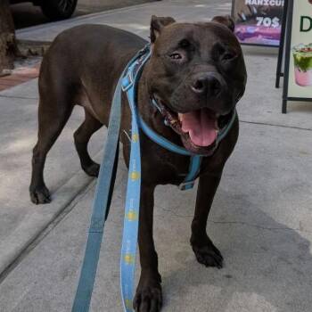 Stormi -  Mixed Breed Dog for Adoption in Wantagh, New York - Stormi | PetCurious
