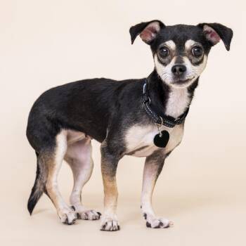 Rescue Chihuahua Dogs for Adoption in Scottsdale, Arizona - Vienna | PetCurious