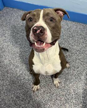 Rescue Pit Bull Terrier Dogs for Adoption in Las Vegas, Nevada - Trevor | PetCurious
