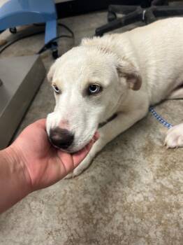Great Pyrenees and Mixed Breed Dogs Available for Adoption in Lockhart, Texas - Angel | PetCurious