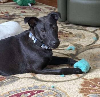 Kevin (FEE SPONSORED) -  Shepherd Dog for Adoption in Portland, Maine - Kevin (FEE SPONSORED) | PetCurious